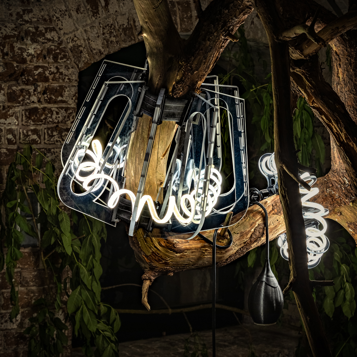 BasDeWolf-7239 DE WOLF